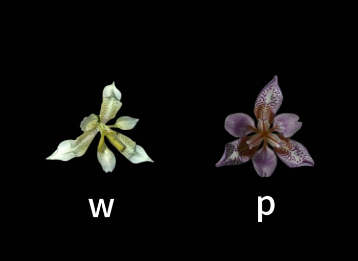 materials.png